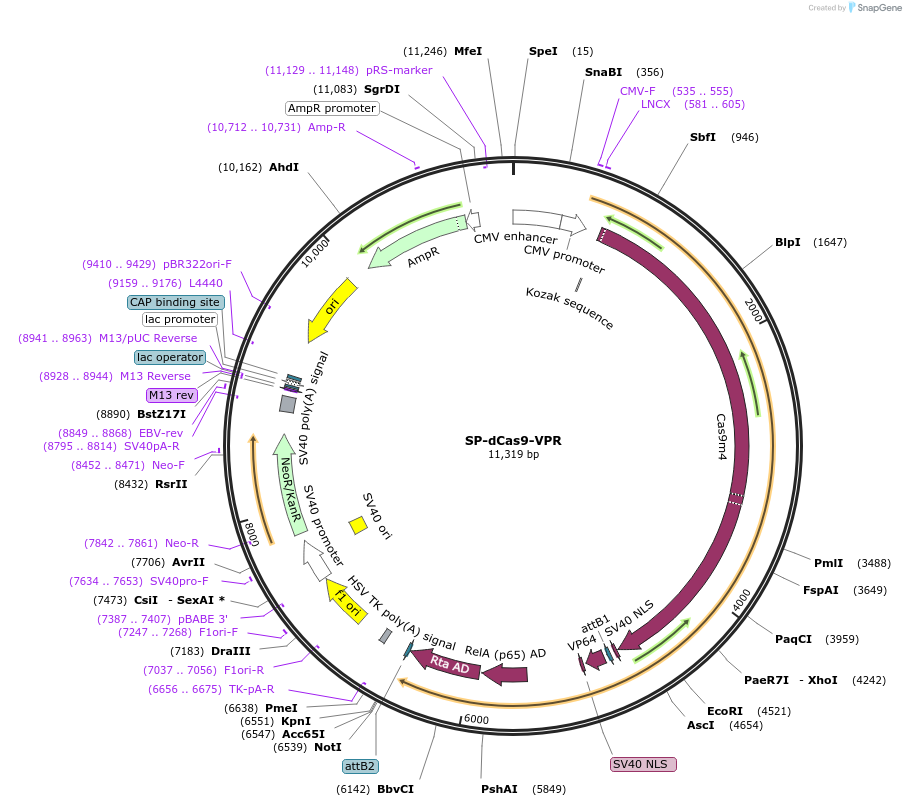 63798-plasmid-map-sequence-id-258220