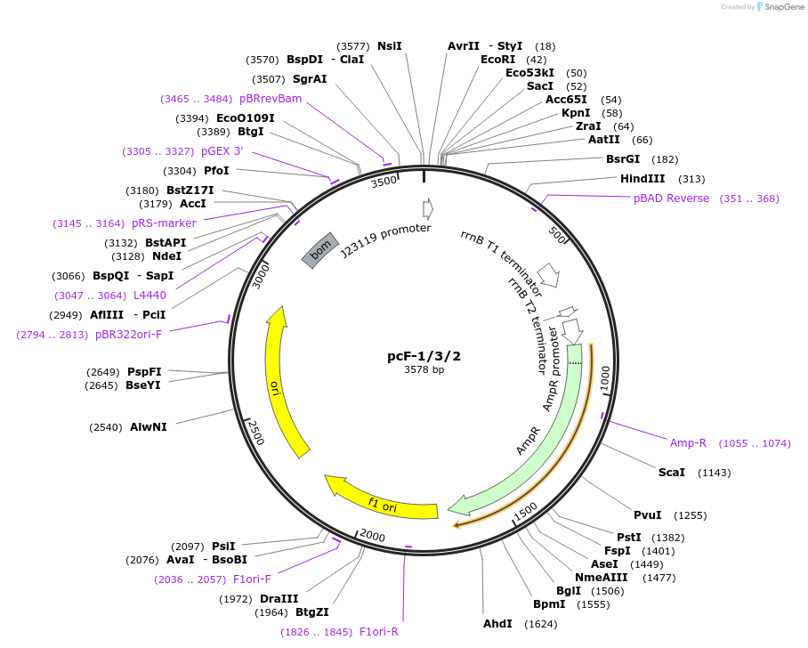 131026-plasmid-map-sequence-id-258222