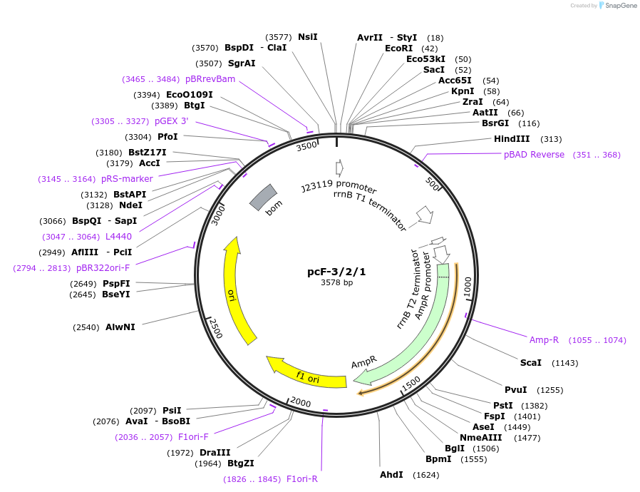 131031-plasmid-map-sequence-id-258229