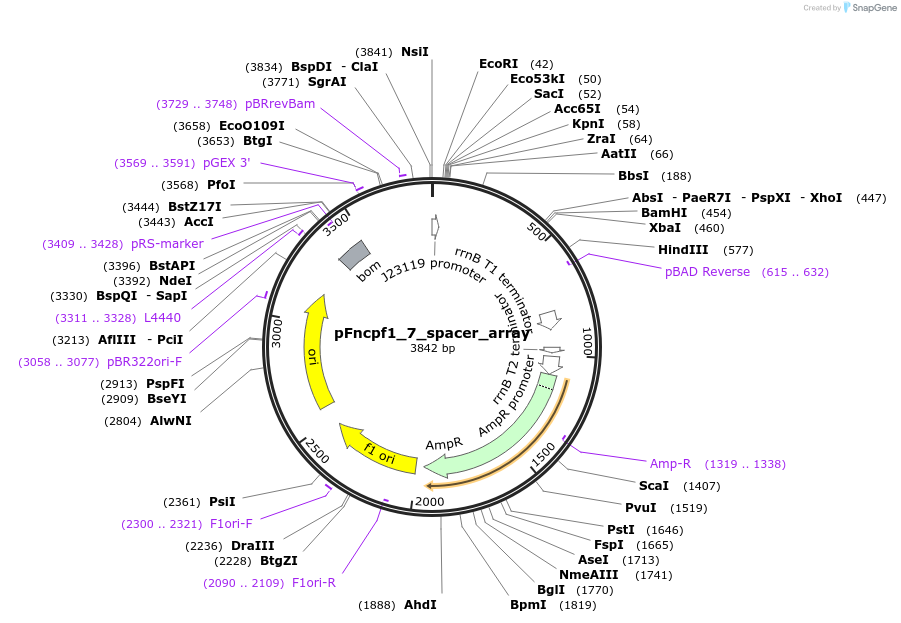 131032-plasmid-map-sequence-id-258230