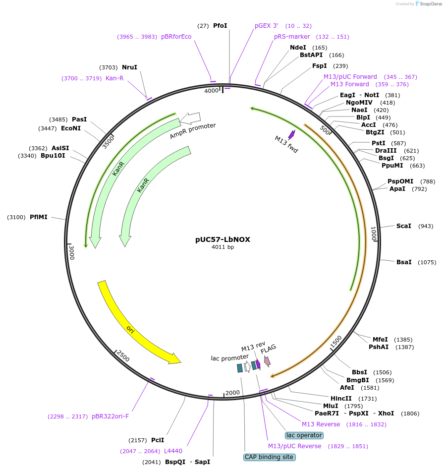 75285-plasmid-map-sequence-id-258257