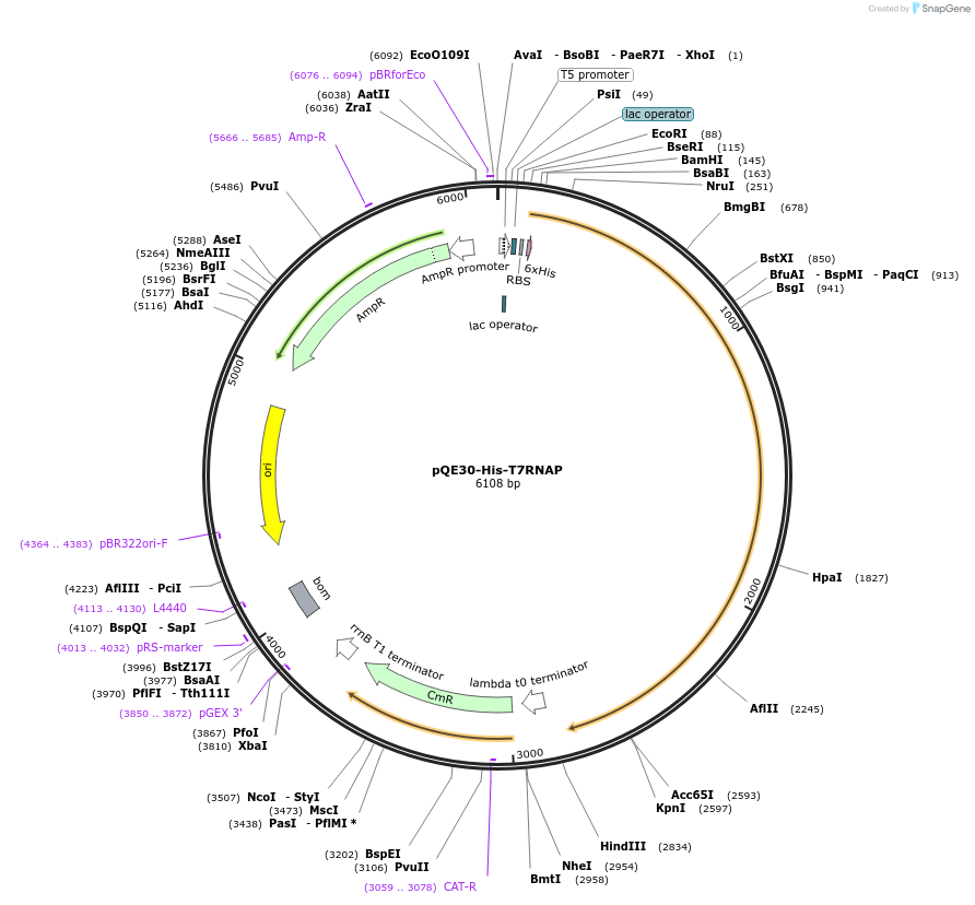 124138-plasmid-map-sequence-id-258264