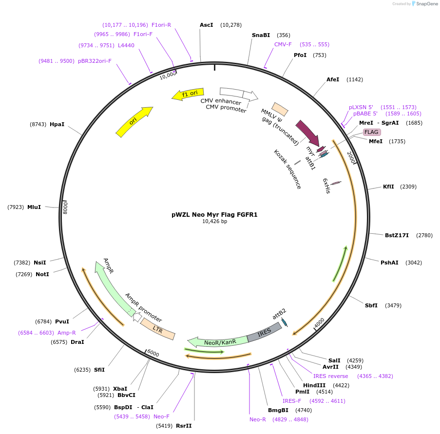 20486-plasmid-map-sequence-id-258280