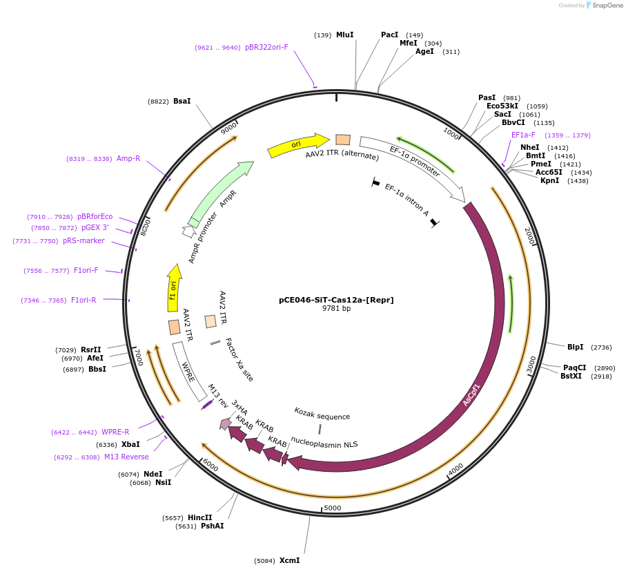 128132-plasmid-map-sequence-id-258282