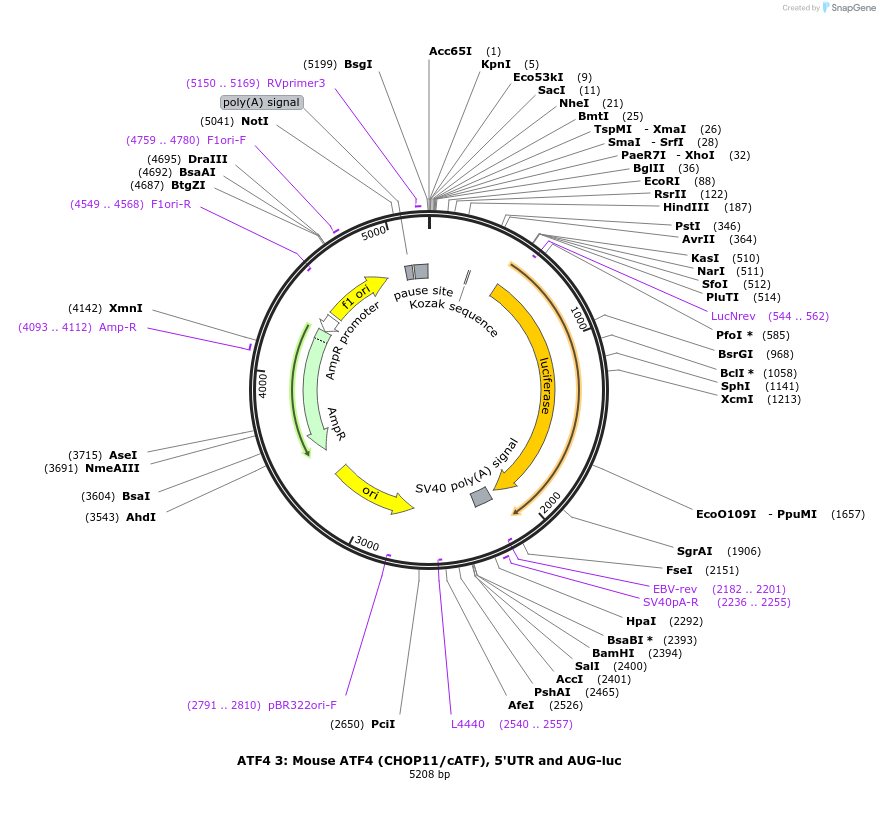21850-plasmid-map-sequence-id-258284