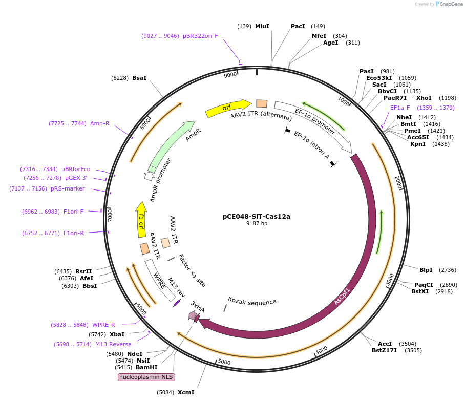 128124-plasmid-map-sequence-id-258286