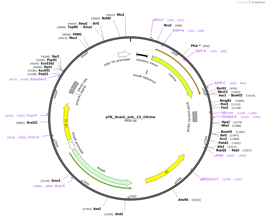 130574-plasmid-map-sequence-id-258288