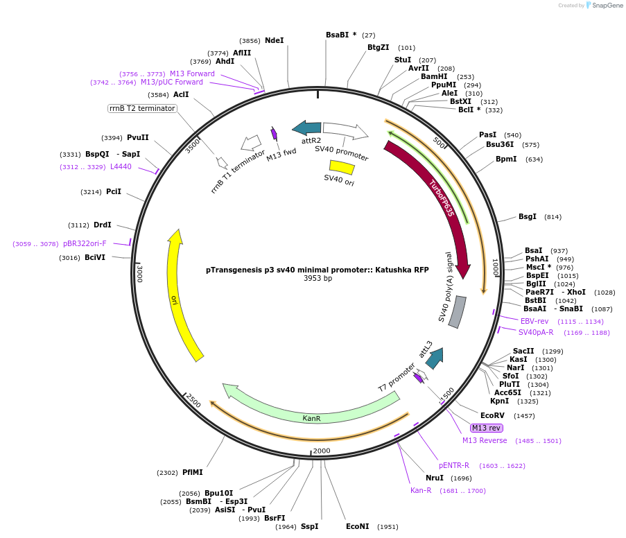131731-plasmid-map-sequence-id-258290