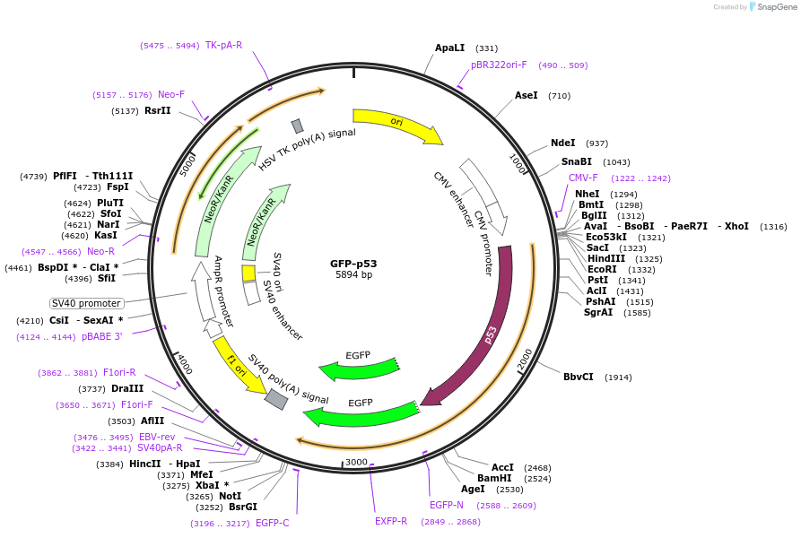 12091-plasmid-map-sequence-id-258305