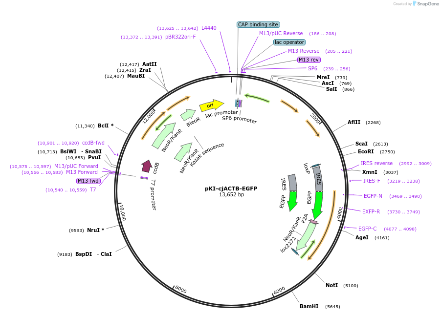 129747-plasmid-map-sequence-id-258309