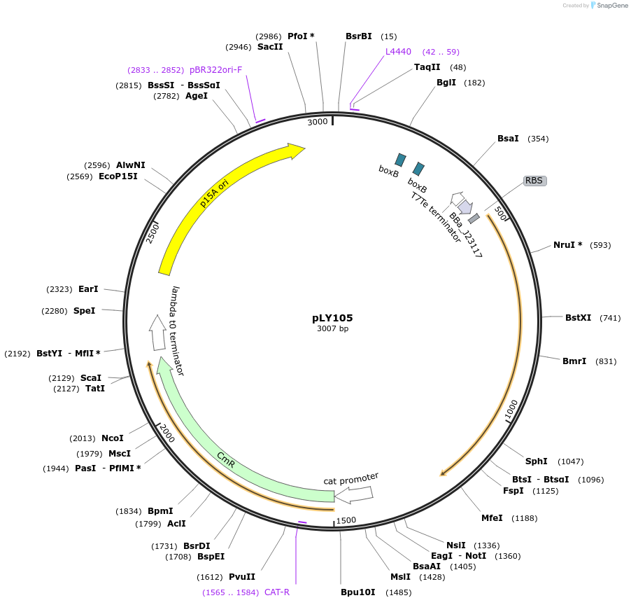 130939-plasmid-map-sequence-id-258312