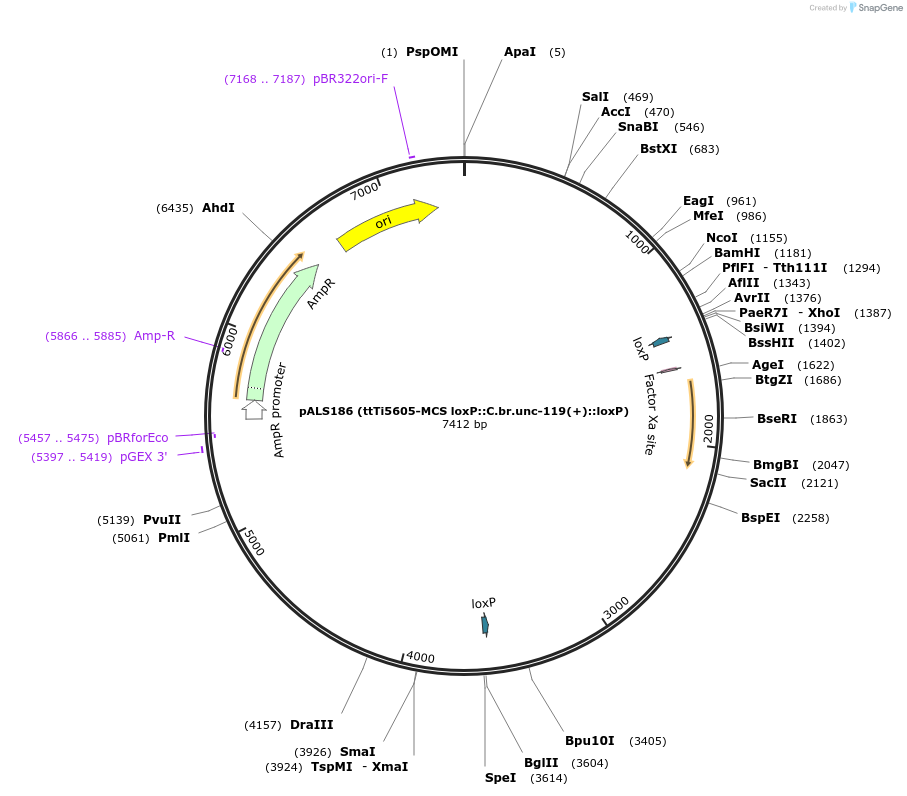 129539-plasmid-map-sequence-id-258318