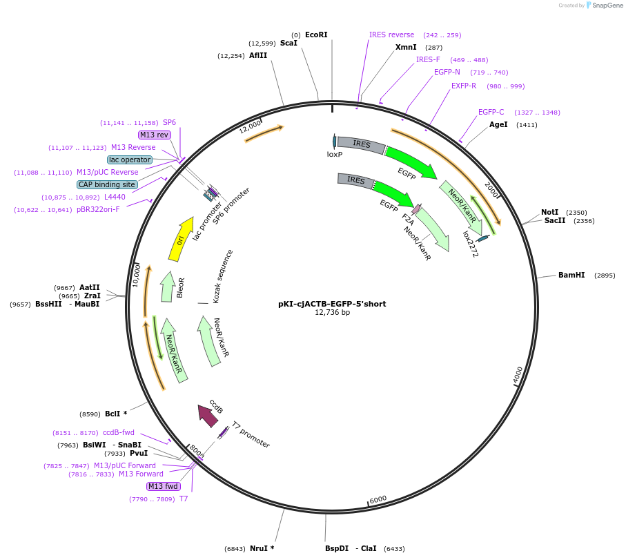 129748-plasmid-map-sequence-id-258322