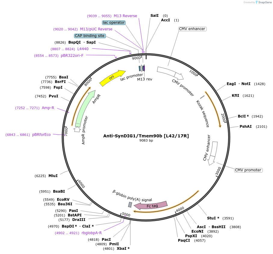 128632-plasmid-map-sequence-id-258327