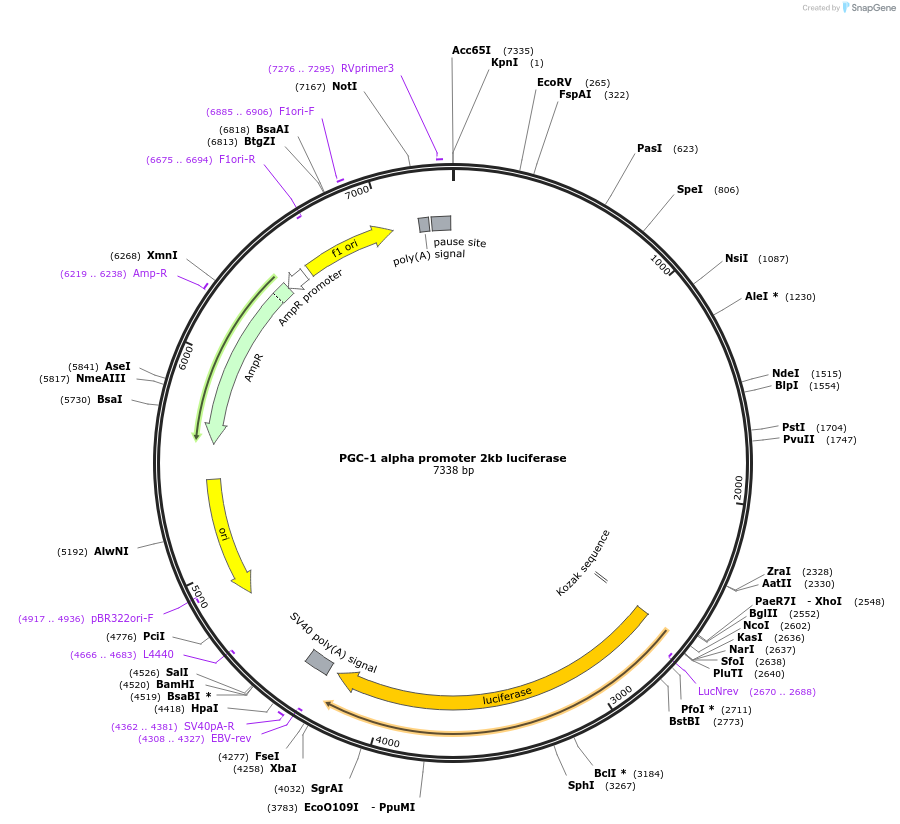 8887-plasmid-map-sequence-id-258338