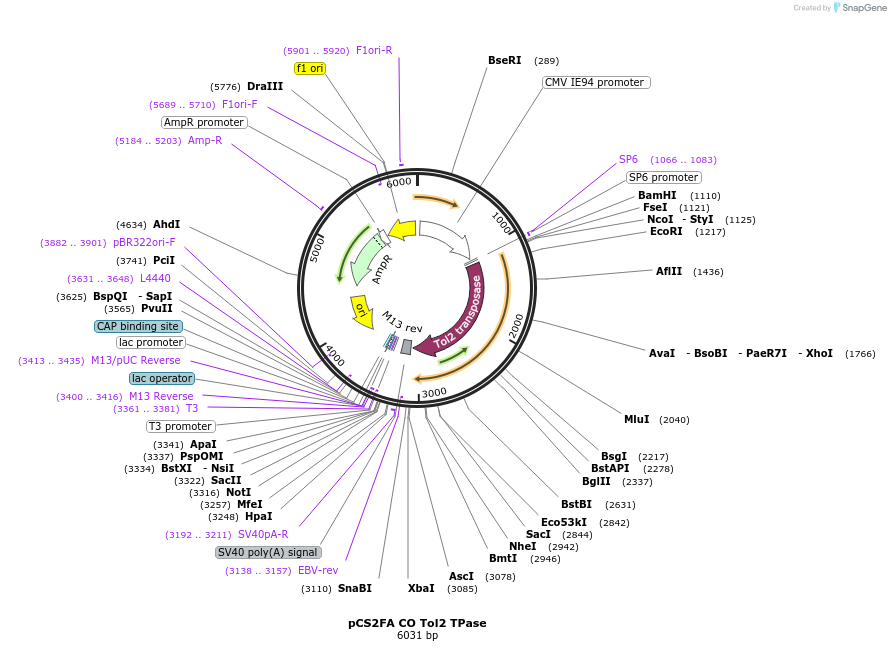 133032-plasmid-map-sequence-id-258340