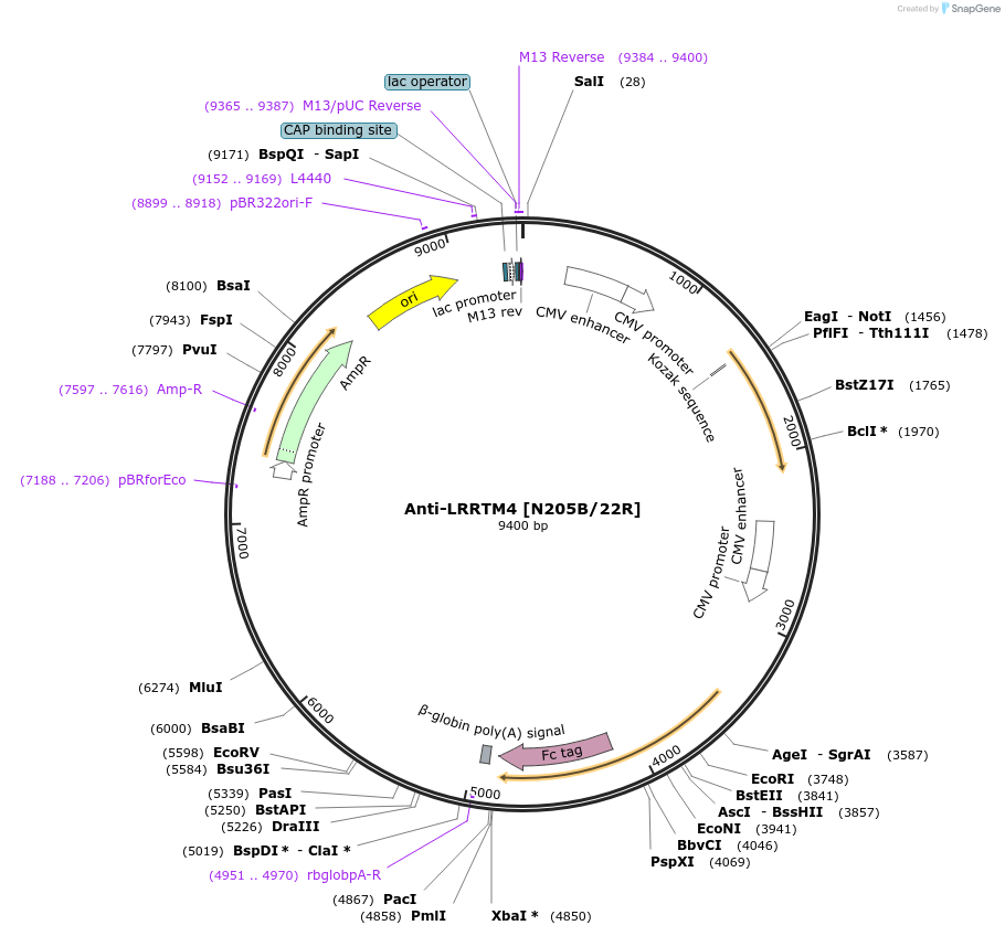 128636-plasmid-map-sequence-id-258347