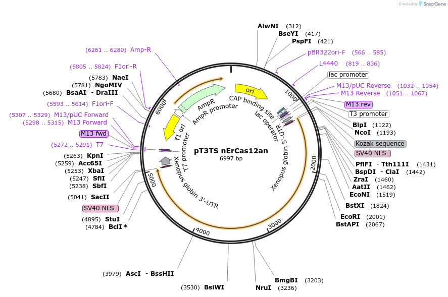 132642-plasmid-map-sequence-id-258348