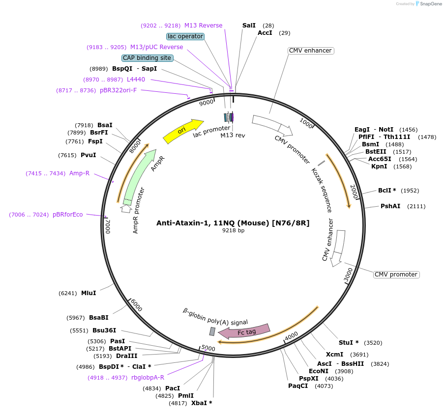 128641-plasmid-map-sequence-id-258355