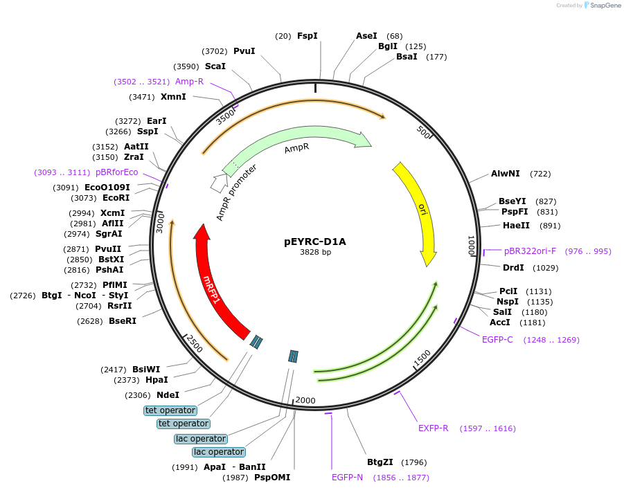 127753-plasmid-map-sequence-id-258357