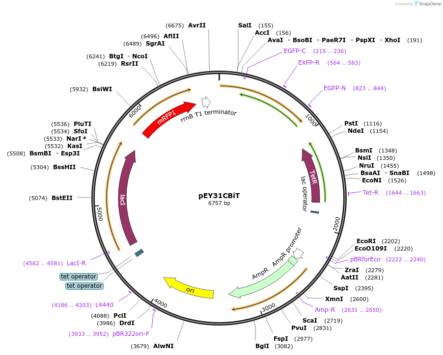 127761-plasmid-map-sequence-id-258388