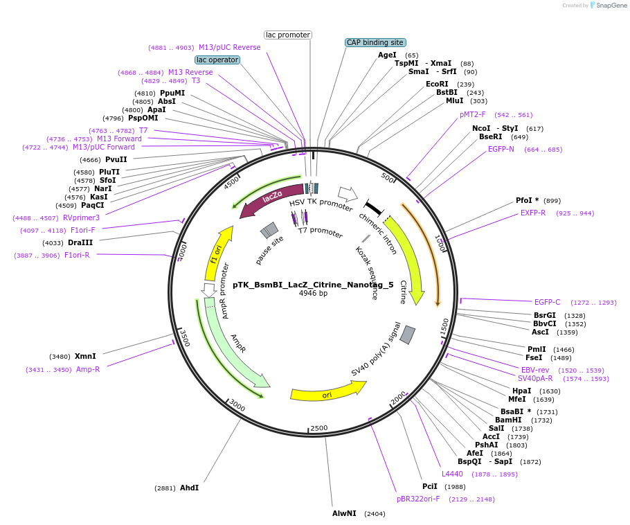 130515-plasmid-map-sequence-id-258389