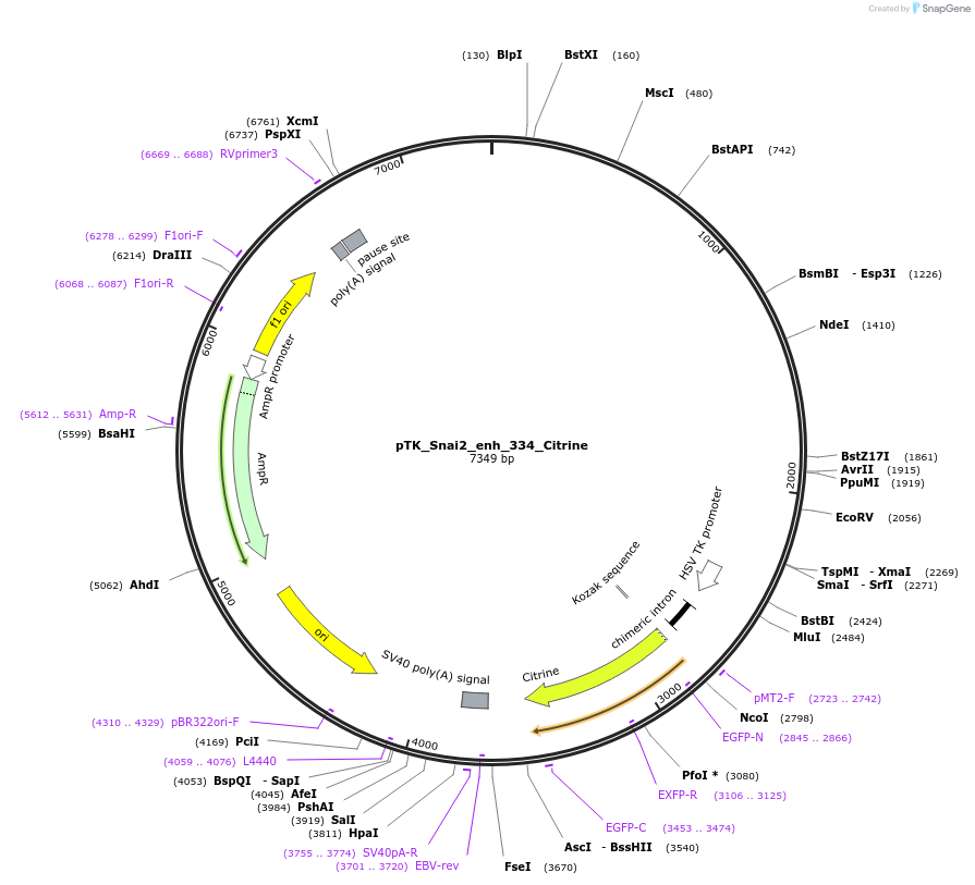 130578-plasmid-map-sequence-id-258391