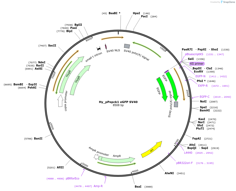 132644-plasmid-map-sequence-id-258395