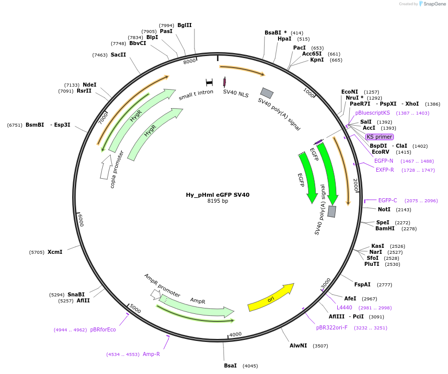 132645-plasmid-map-sequence-id-258397