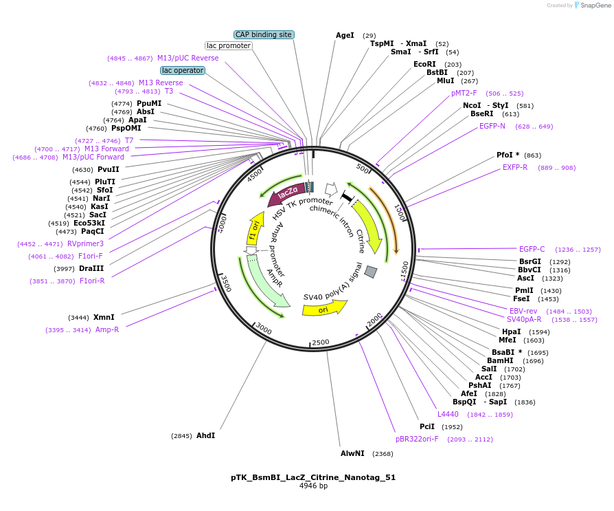 130526-plasmid-map-sequence-id-258398