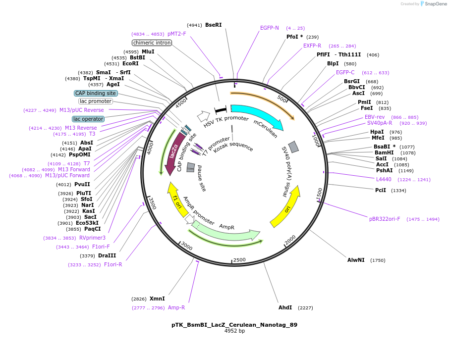 130538-plasmid-map-sequence-id-258402