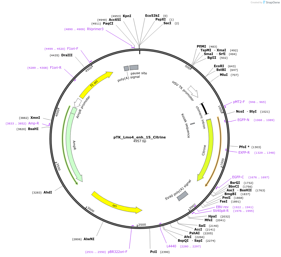 130599-plasmid-map-sequence-id-258404