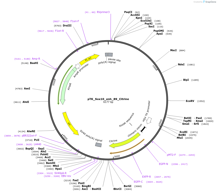 130587-plasmid-map-sequence-id-258410