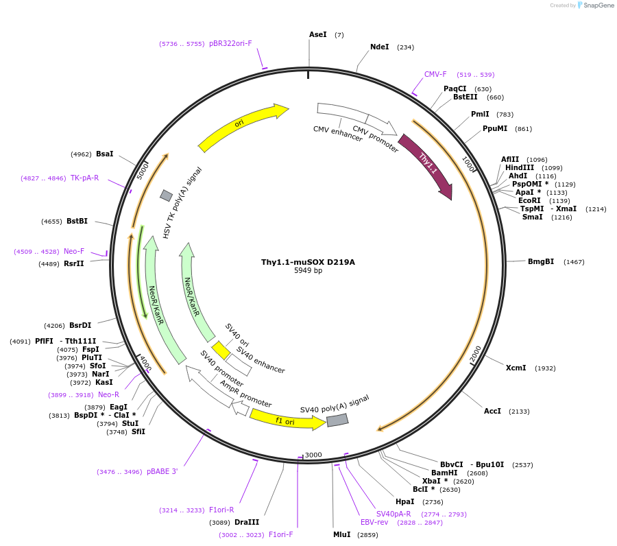 131704-plasmid-map-sequence-id-258411