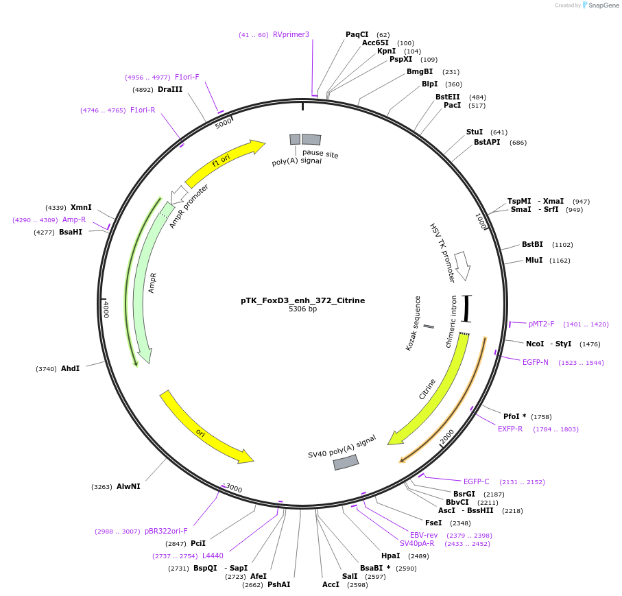 130583-plasmid-map-sequence-id-258412