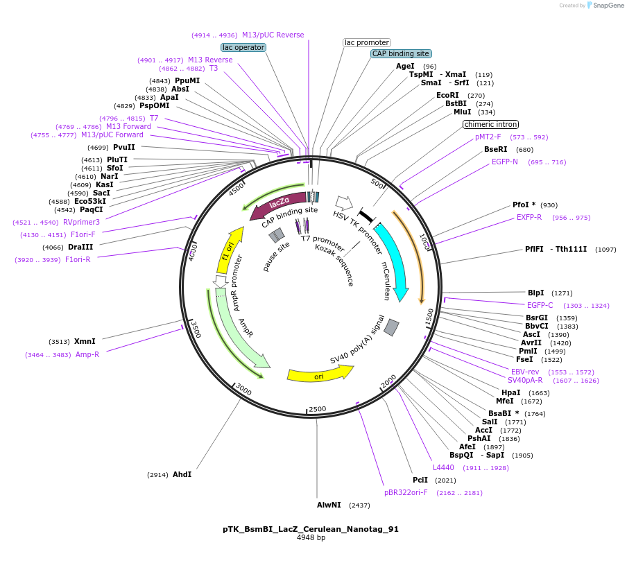 130539-plasmid-map-sequence-id-258414