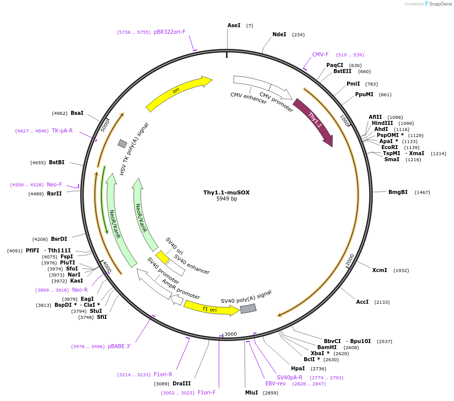 131702-plasmid-map-sequence-id-258450
