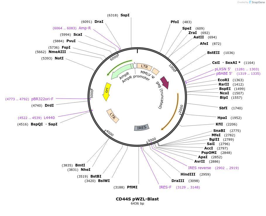 19126-plasmid-map-sequence-id-258456