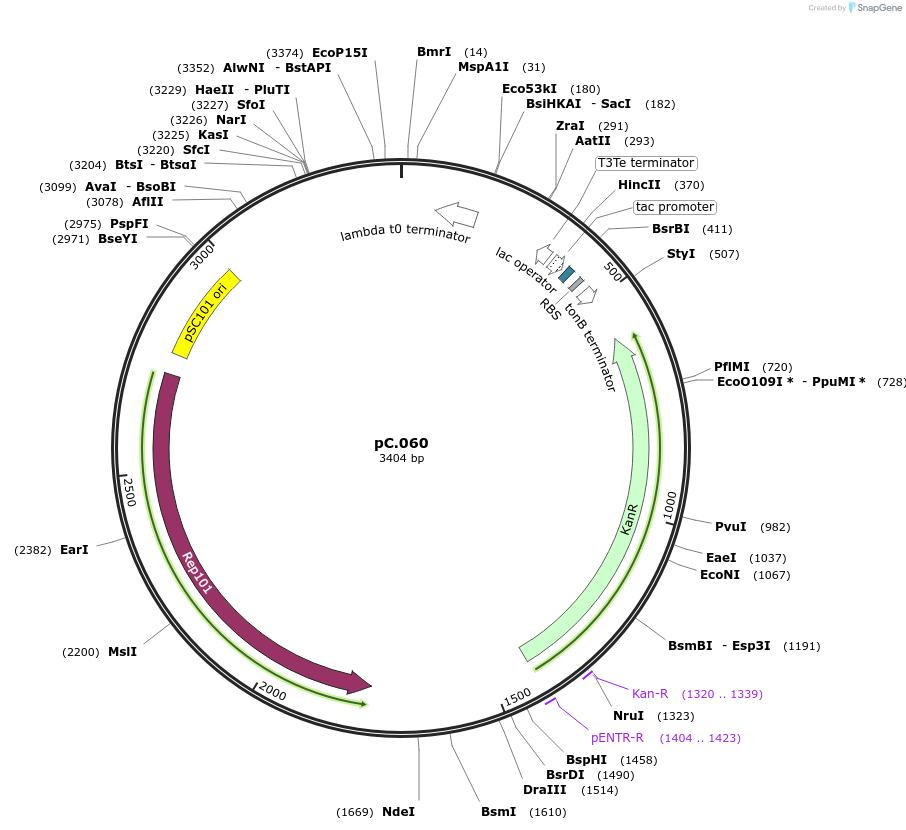 119602-plasmid-map-sequence-id-258458