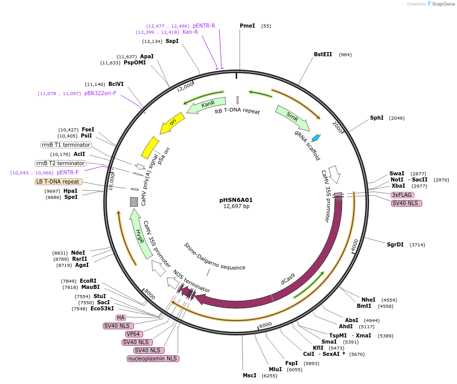 50586-plasmid-map-sequence-id-258465