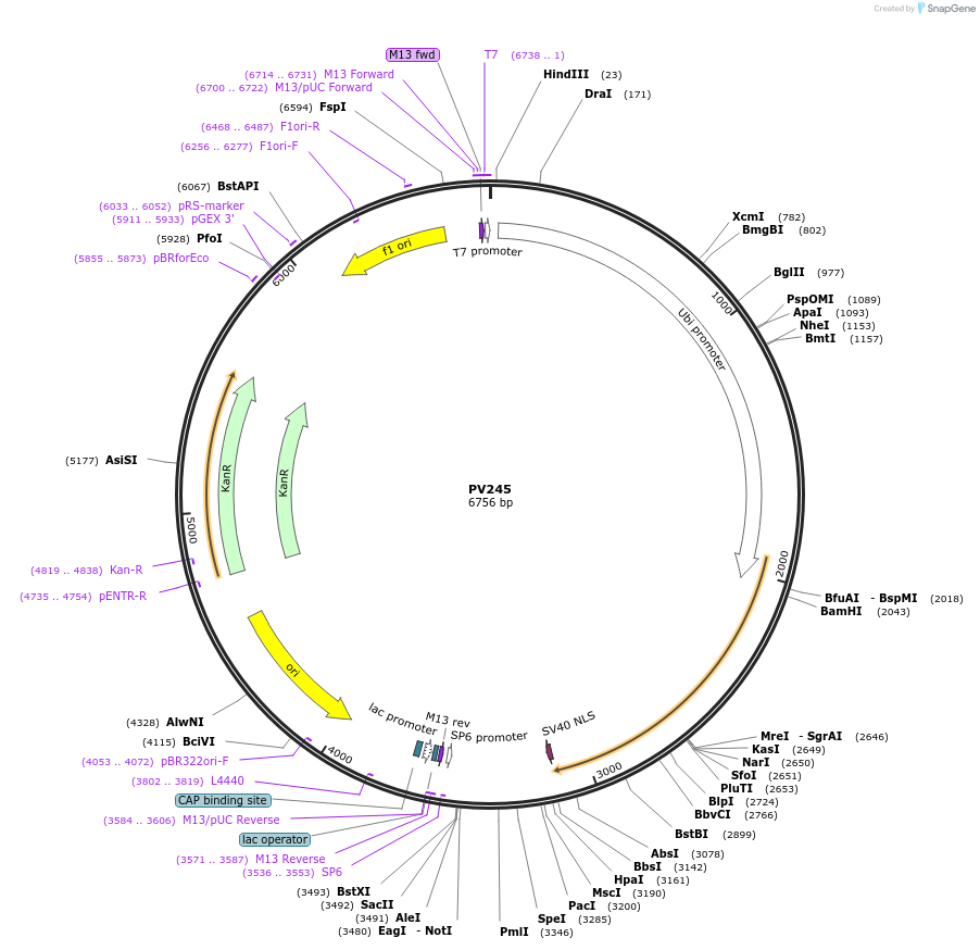 132336-plasmid-map-sequence-id-258471