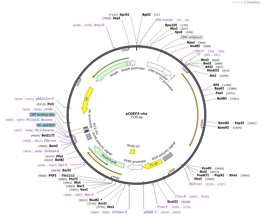 131696-plasmid-map-sequence-id-258472