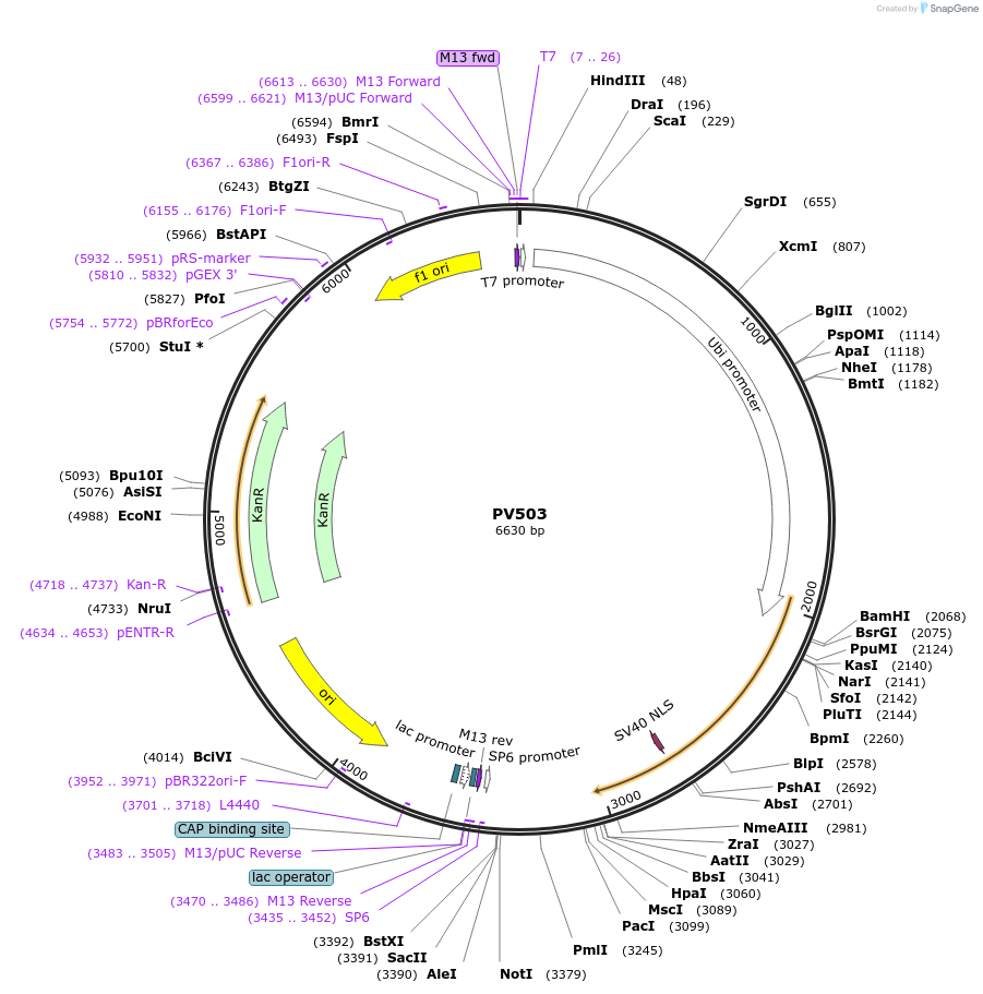 132342-plasmid-map-sequence-id-258473