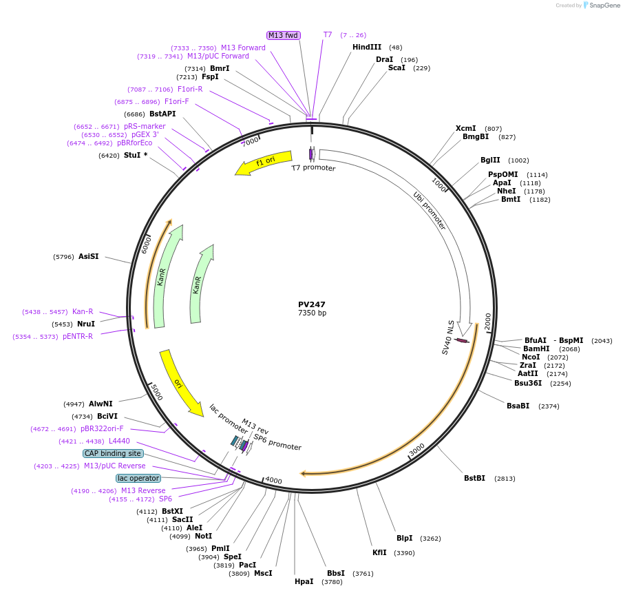132338-plasmid-map-sequence-id-258478