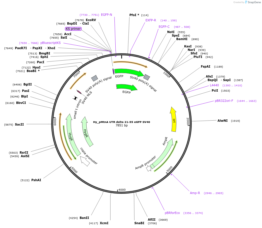 132653-plasmid-map-sequence-id-258479