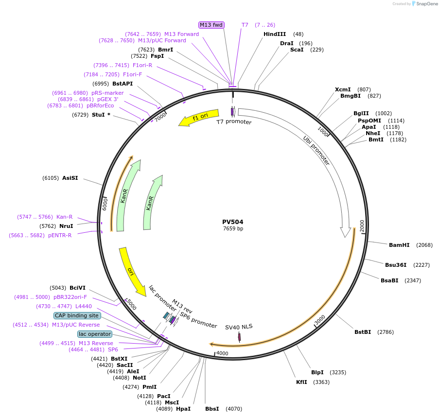 132343-plasmid-map-sequence-id-258480