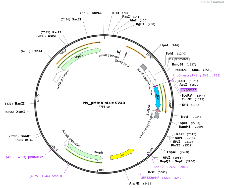 132654-plasmid-map-sequence-id-258481