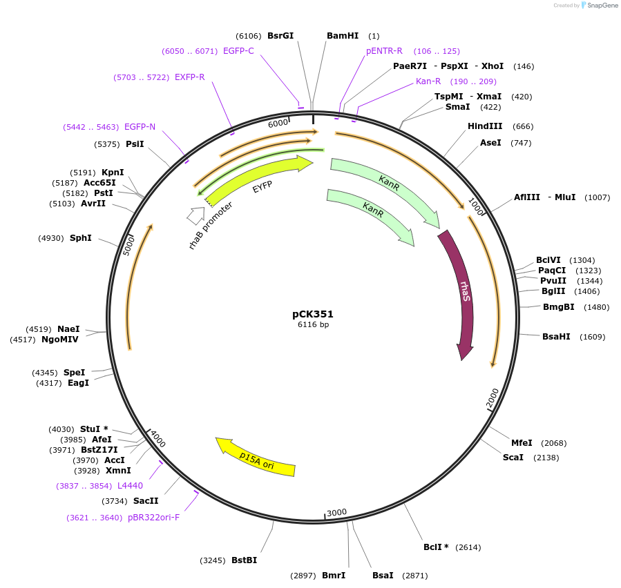 129696-plasmid-map-sequence-id-258483