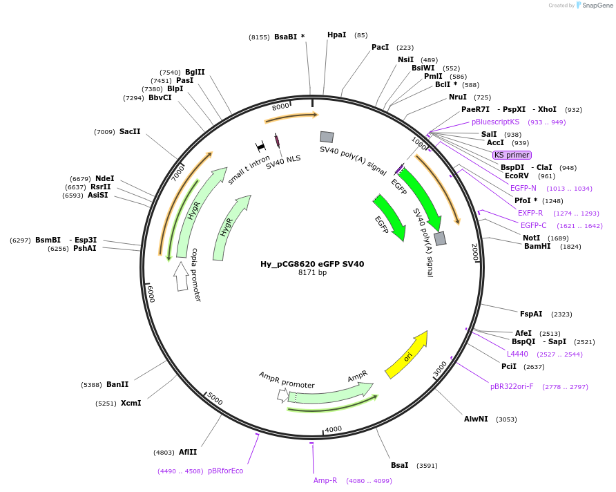 132646-plasmid-map-sequence-id-258485