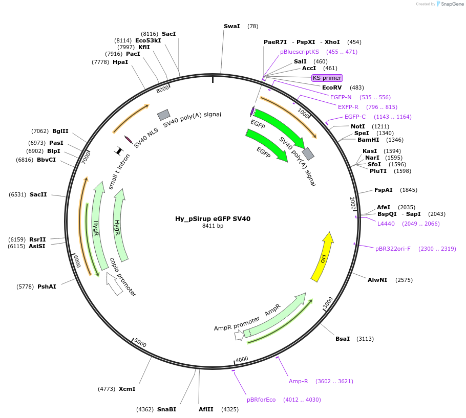 132647-plasmid-map-sequence-id-258486
